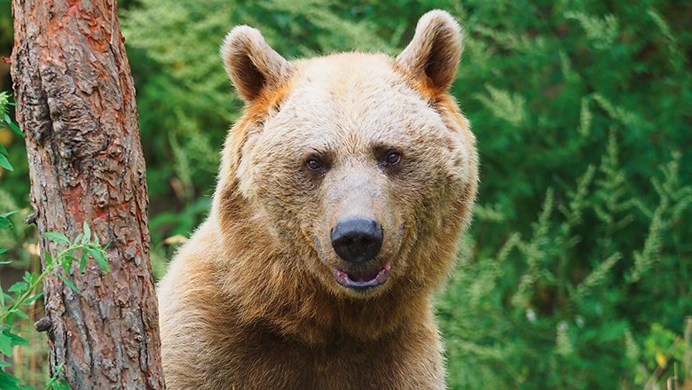 Bärenwald, © VIER PFOTEN/Mairhofer Ein Braunbär steht neben einem Baum im Wald.