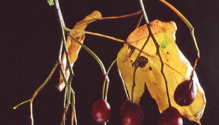 Elsbeeren, © Verein Elsbeerreich Nahaufnahme von Elsbeeren an Zweigen mit einem gelben Blatt im Hintergrund.