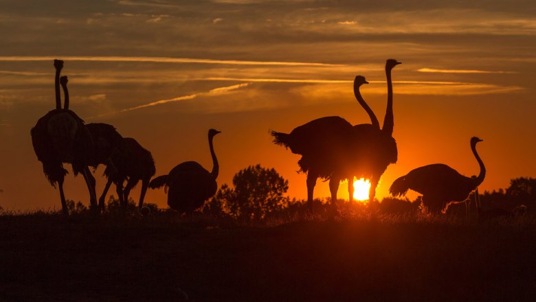 Straußenland Gärtner, © Straußenland Gärtner Straußenland Gärtner, © Straußenland Gärtner