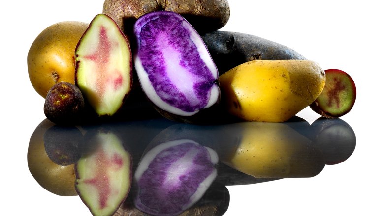 Kartoffel, © Kartoffelhof Schramm Verschiedene Kartoffelsorten, teils aufgeschnitten, auf spiegelnder Oberfläche.