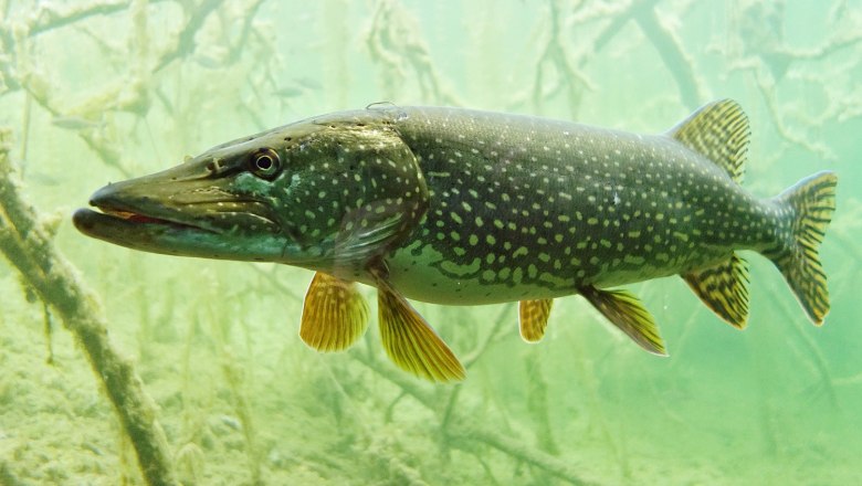 Die faszinierende Welt der Donau-Auen, © Nationalpark Donau-Auen Kern Ein Hecht schwimmt in klarem Wasser mit Pflanzen im Hintergrund.