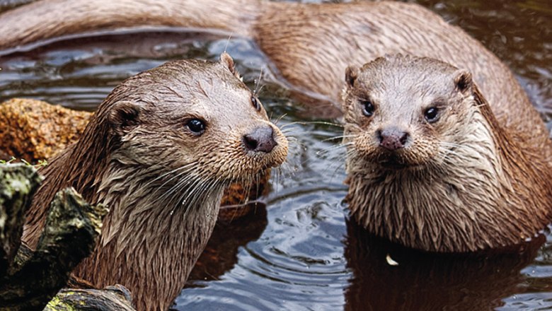 Fischotterpärchen im UnterWasserReich, © Wolfgang Dolak Zwei Fischotter im Wasser, umgeben von Holz und Steinen.