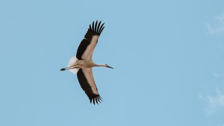 Storch, © Weinviertel Tourismus _ nadinechristine__ Storch, © Weinviertel Tourismus _ nadinechristine__