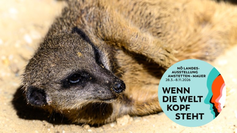 Ein Erdm&auml;nnchen liegt auf sandigem Boden. Ein runder Aufkleber mit der Aufschrift 'Wenn die Welt Kopf steht' ist rechts unten im Bild.