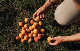 Marille, &copy; Ian Ehm || friendship.is