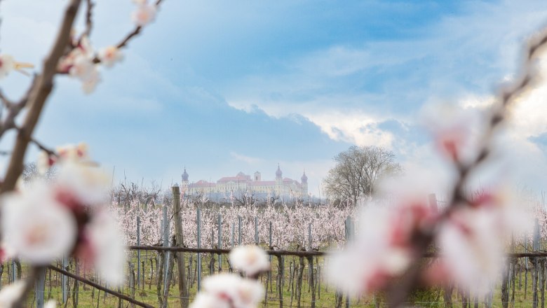 Marillenbl&uuml;ten in der Wachau mit einem Schloss im Hintergrund.