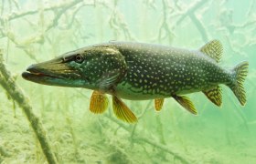 Die faszinierende Welt der Donau-Auen, © Nationalpark Donau-Auen Kern