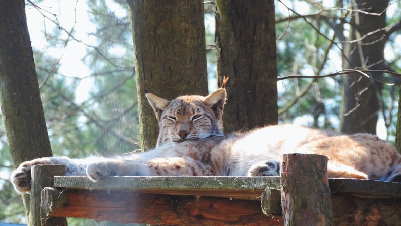 Ein Luchs liegt entspannt auf einer Holzplattform im Wald.