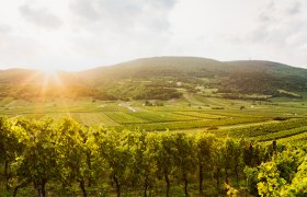 Weinberge in Gumpoldskirchen bei Sonnenuntergang.