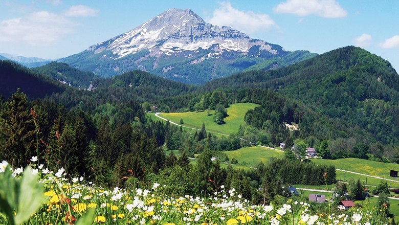 Berg Ötscher in Österreich mit blühender Wiese im Vordergrund.