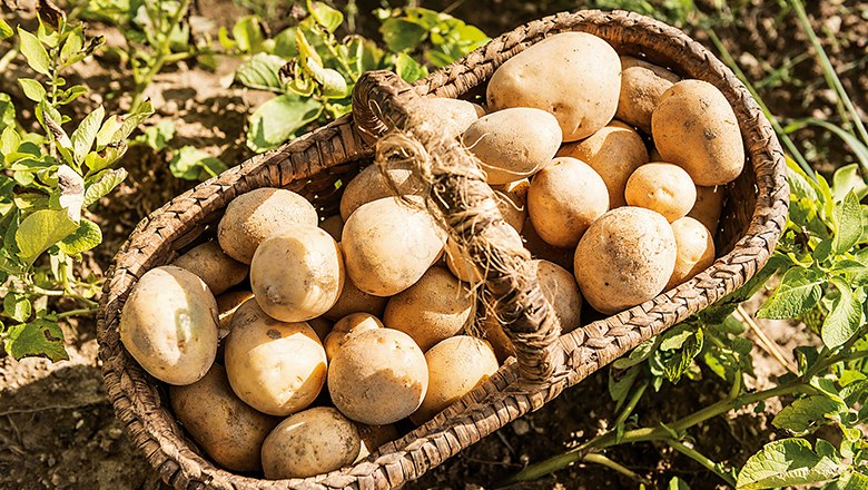Ein Korb voller Kartoffeln auf einem Feld.