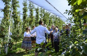 Gruppe von Menschen bei einer Führung durch einen Obstgarten mit Apfelbäumen.