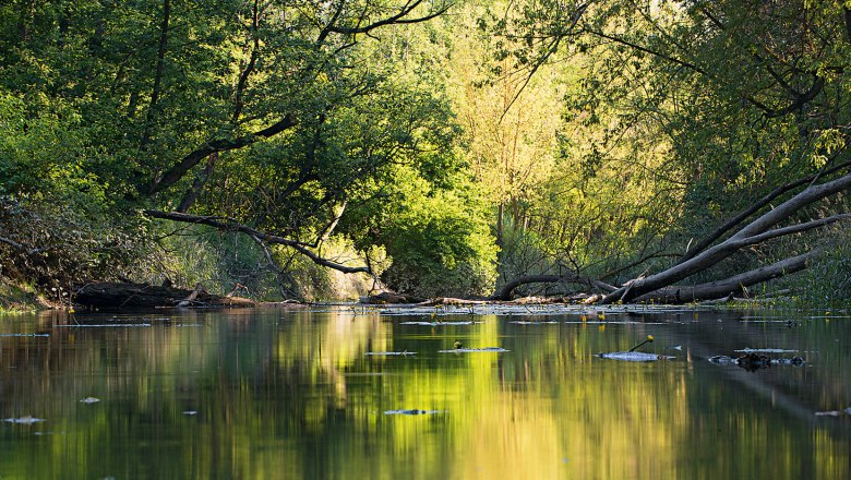 Fluss im Nationalpark Donau-Auen mit üppiger Vegetation und ruhigem Wasser.