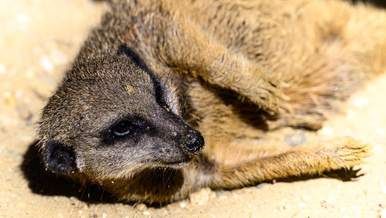 Ein Erdmännchen liegt auf sandigem Boden im Tierpark Stadt Haag.