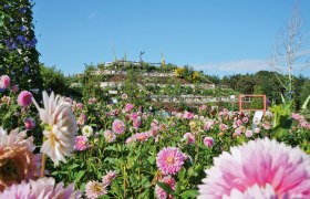 Ein blühender Garten mit vielen rosa Blumen vor einem Hügel mit Pflanzen und einem klaren blauen Himmel.