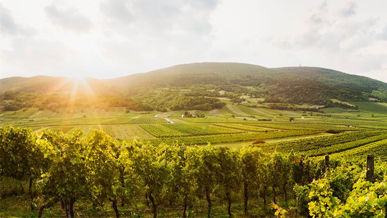 Weinberge in Gumpoldskirchen bei Sonnenuntergang.