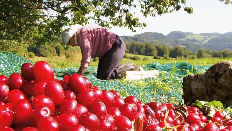 Person erntet rote Früchte auf einem Feld mit grüner Landschaft im Hintergrund.