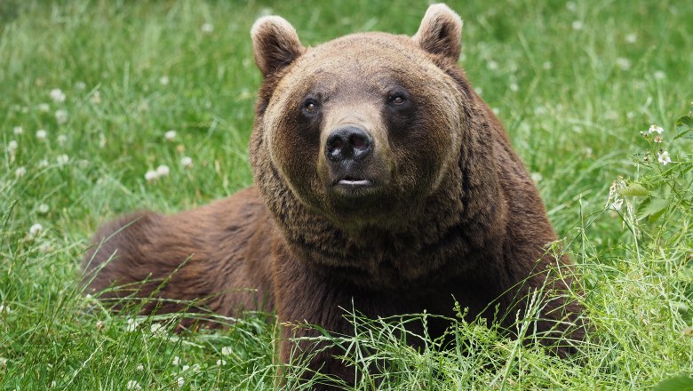 Ein Braunb&auml;r liegt im Gras und schaut aufmerksam nach vorne.