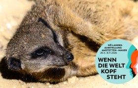 Ein Erdmännchen liegt auf sandigem Boden. Ein runder Aufkleber mit der Aufschrift 'Wenn die Welt Kopf steht' ist rechts unten im Bild.