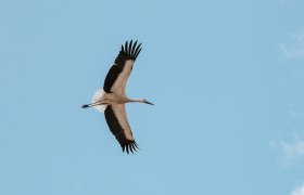 Storch, © Weinviertel Tourismus _ nadinechristine__