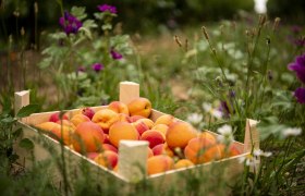 Marille, &copy; WTG/POV,Robert Herbst