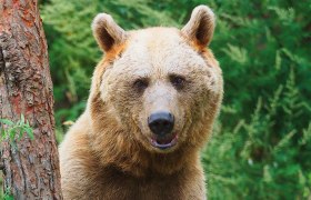 Ein Braunbär steht neben einem Baum im Wald.