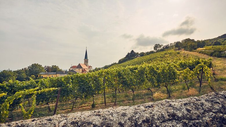 Weinberge in Gumpoldskirchen mit einer Kirche im Hintergrund.