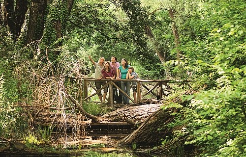 Eine Gruppe von Menschen steht auf einer Holzbrücke in einem grünen Waldgebiet.