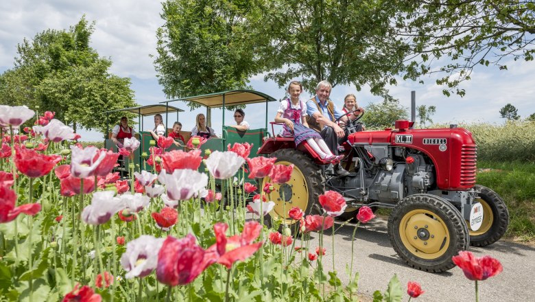 Ein roter Traktor zieht einen Anh&auml;nger mit Menschen durch ein Mohnfeld im Mohndorf Armschlag.